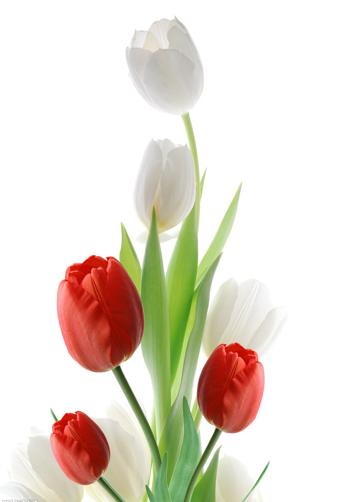 Tranh gạch hoa tuylip