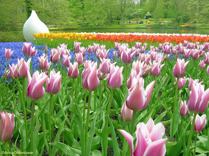 gạch tranh hoa tulip